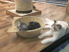 -袖虎·猫馆(体育西路店)