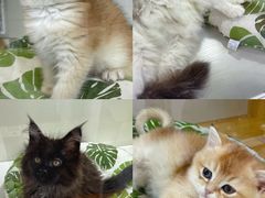 -青奢宠物·青奢猫舍