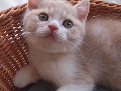 -喵zoo家庭繁育猫舍(尖东智能花园店)