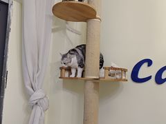 -团子家猫咪猫咖馆·柯基·柯尔鸭
