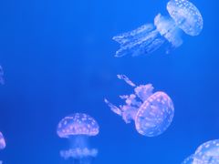 -福州罗源湾海洋世界旅游区