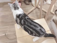 -李小姐の猫咖啡馆(五角场店)