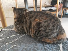 -平行世界·猫咖(首经贸店)