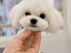 -BABYDOG宝贝狗宠物乐园(欧洲城店)