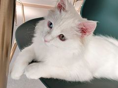 -飞行喵MR PILOT|猫舍·猫咖(静安大融城店)