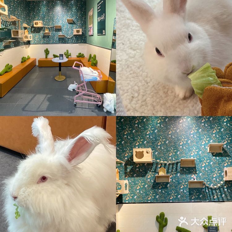 东莞探店|遇见萌宠