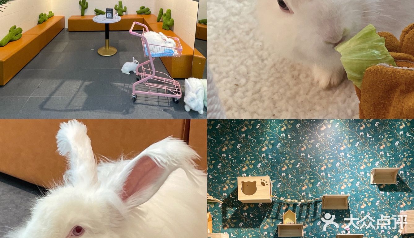 东莞探店｜遇见萌宠