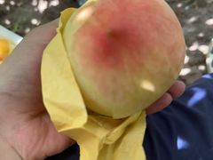 -南汇水蜜桃采摘(大团店)