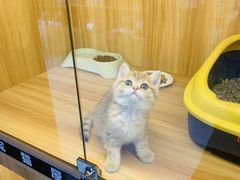 -欣宠猫屋·矮脚拿破仑·蓝金金渐层