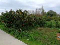 -上海长兴岛郊野公园