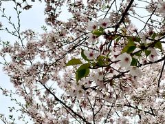 -高东镇樱花园