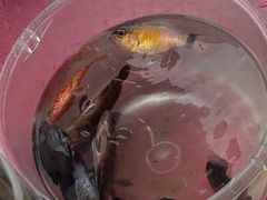 -小猫钓鱼海钓俱乐部(椰梦长廊店)