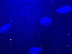 -锦艺城海洋馆