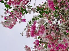 -深圳国际园林花卉博览园