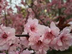 android_upload_pic-紫竹院公园冰场