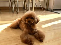 -爱派特动物医院·全科诊疗中心