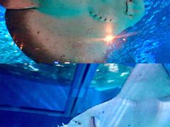 -暹罗海洋世界