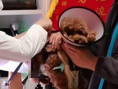 -西安京西宠物医院·瘫痪·疑难杂症