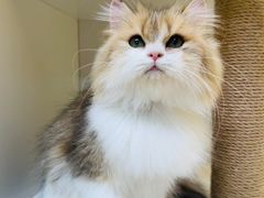 -十月米努特矮脚猫舍