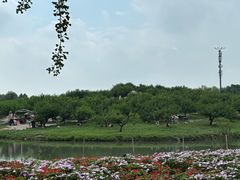 -乌村