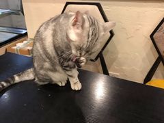 -猫小院猫主题咖啡厅(北锣店)
