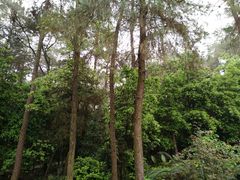 -铁山坪森林公园