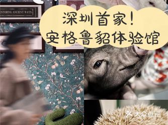 深圳探店 | 萌宠围剿还任撸！首家轻奢安格鲁貂体验馆太好拍