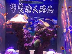 -烟台海昌鲸鲨海洋公园