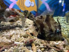 -太平洋海底世界