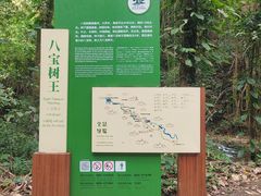 -莫里热带雨林景区