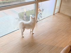 -Double Rui宠物酒店