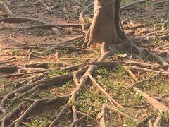 盘踞的树根-七珍佛山