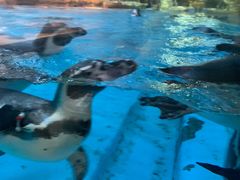 -帝企鹅自助餐厅•儿童岛•真企鹅(长隆企鹅酒店)