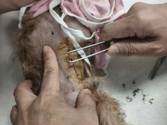 -北京观赏动物医院·24小时大型综合·猫专科·异宠专科