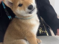 -佳雯宠物医院·皮肤科·内外科(春晓路分院)