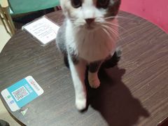 -猫色咖啡·猫咖