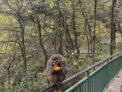 -黔灵山公园