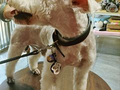 -汤姆宠物(长青北路店)