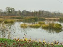 -昆山城市生态森林公园
