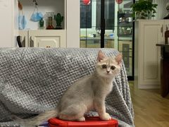 -东方名猫馆·英短金渐层布偶猫舍(环线广场1号楼店)