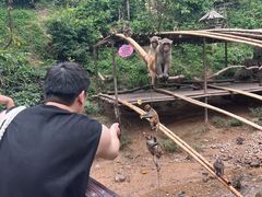 -西双版纳原始森林公园
