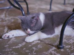 -猫猫幼稚园·撸猫·桌游·电玩