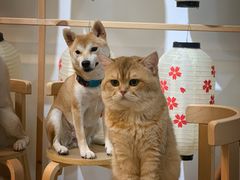 -柴迷FANS CLUB·柴犬狗咖·猫咖