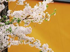-龙华寺