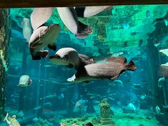-海花岛旅游度假区