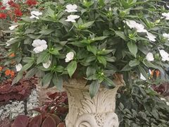 -斐兹洛伊花园