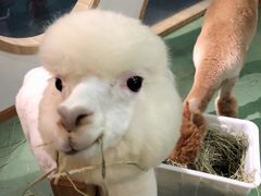 -藦茜花园宠物主题亲子互动体验馆(国顺东路店)