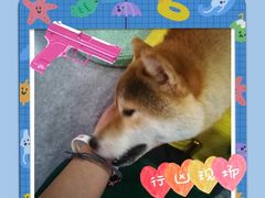 -逗柴咖啡屋·狗咖猫咖宠物桌游