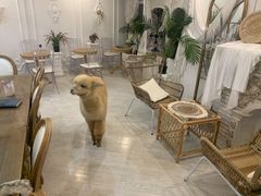 大堂-共舞时光猫咖·狗咖(新街口店)