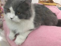 -1013 PET SHOP精品宠物商店(丁香店)
